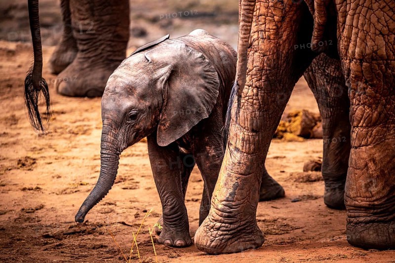 African elephant