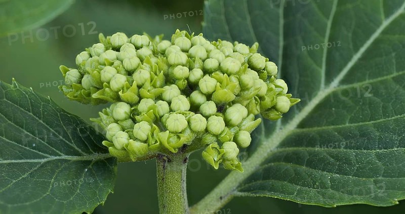 Hortensia