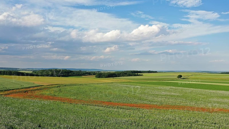 Field with Waldviertel grey poppy