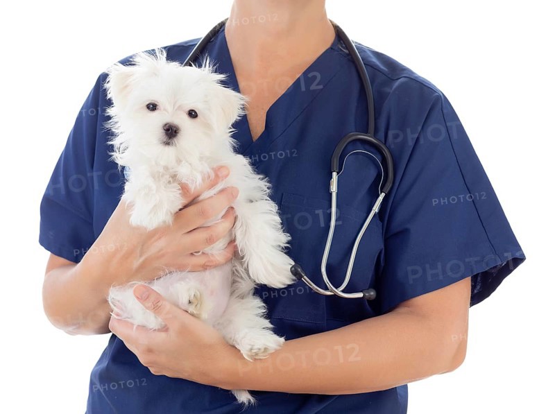 Female veterinarian with stethoscope holding young maltese puppy isolated on white