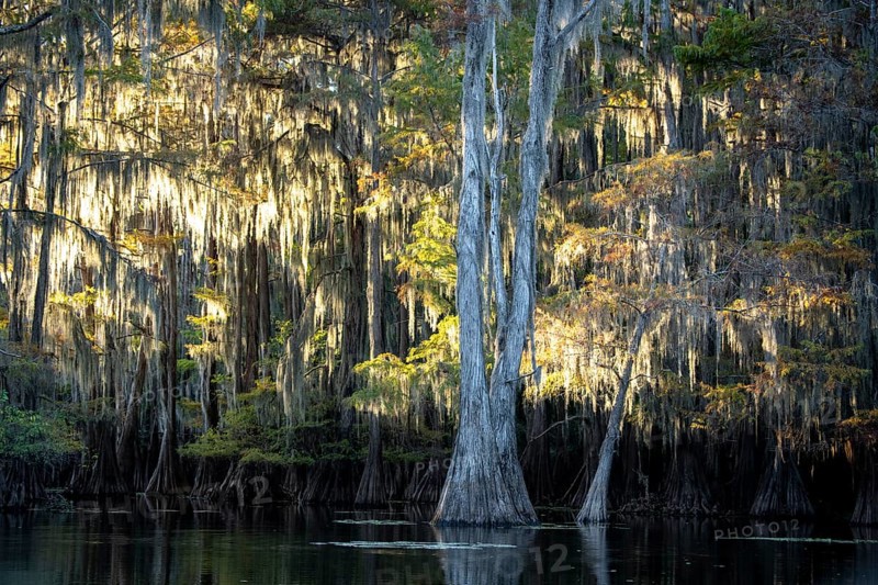 Bald cypresses