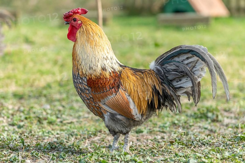 Rooster in a farmyard. Educational Farm