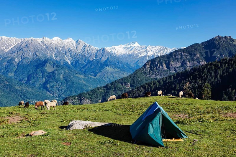 Tent in Himalayas mountains with flock of sheep grazing. Kullu Valley