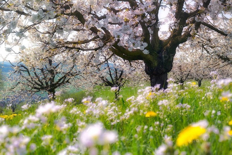 Obstplantage im Fruehling