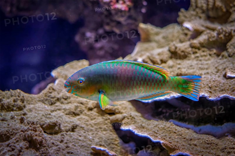 quoyi Quoy's parrotfish