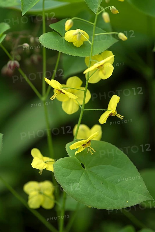 Flowers of the Feathered Elfflower