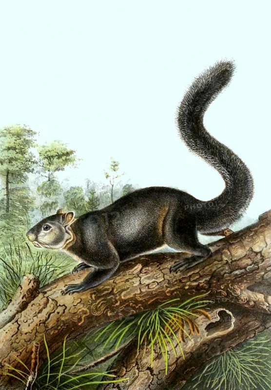 Dark palm squirrel