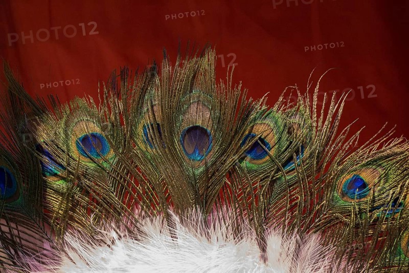 Beautiful bird feathers for decorative purposes