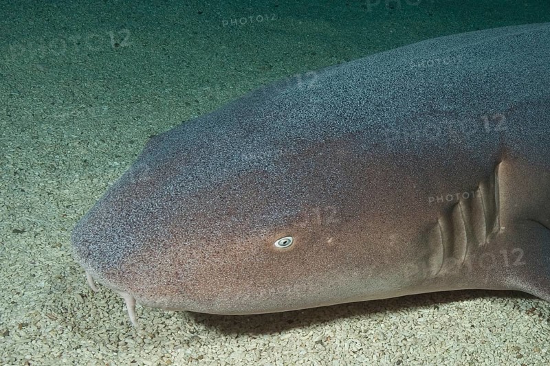 Close-up of head of atlantic nurse shark