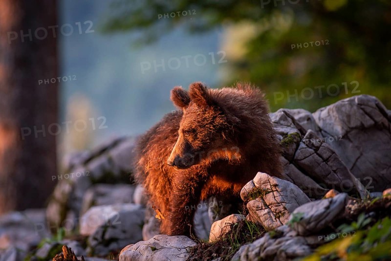 European Brown bear