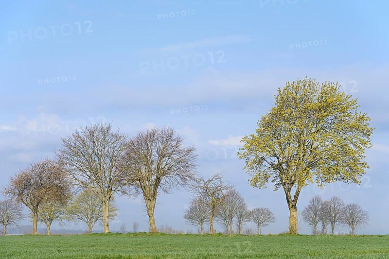 Laubbaeume