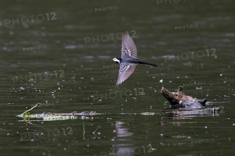 Pied Wagtail