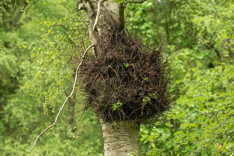 Witch broom on birch