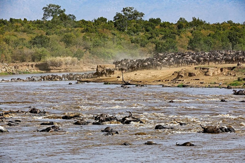 Wildebeest