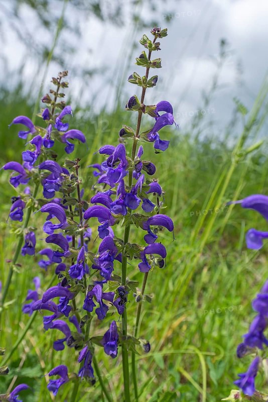 Meadow sage