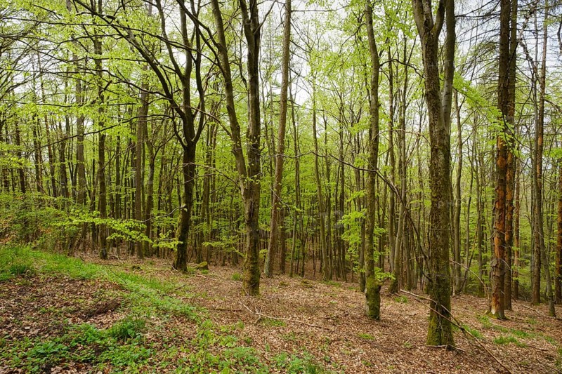 Beech forest with fresh greenery