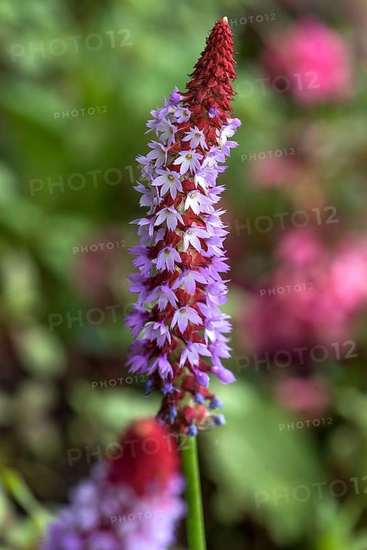 Orchid primrose