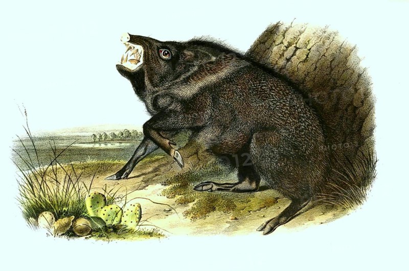 Collared peccary