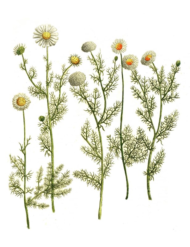 Various varieties of mayweed