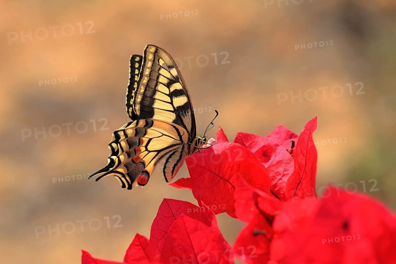 Swallowtail