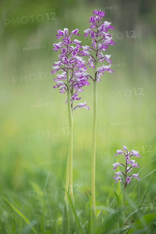 Military orchid