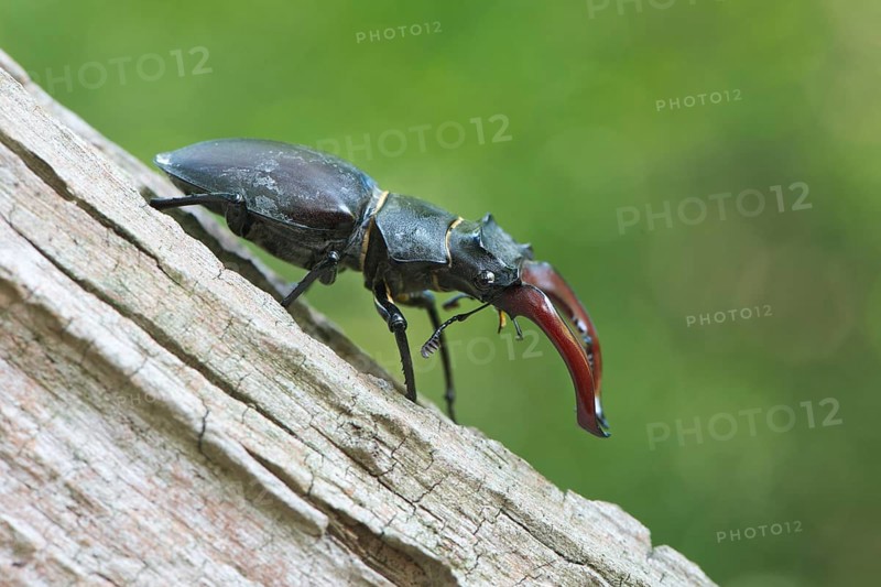 Stag beetle