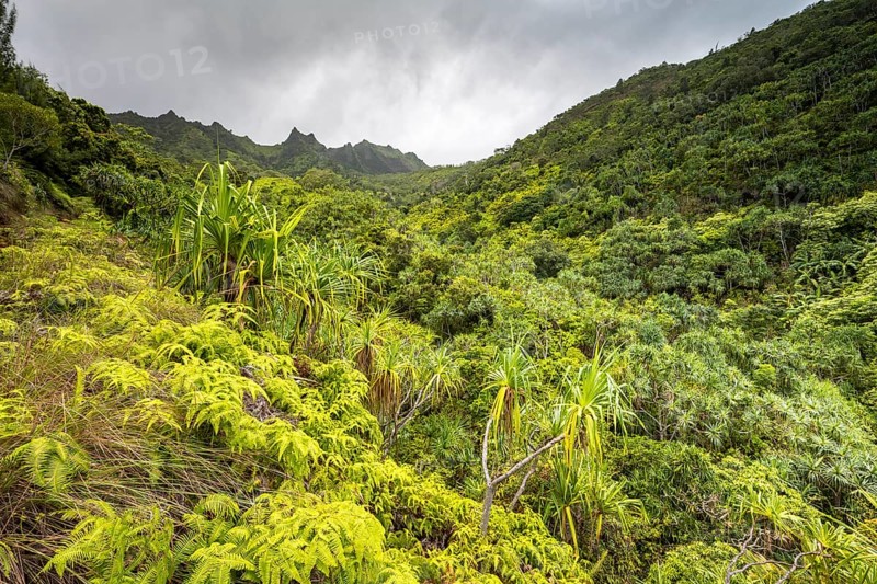 Vegetation entlang des Kalalau Trail