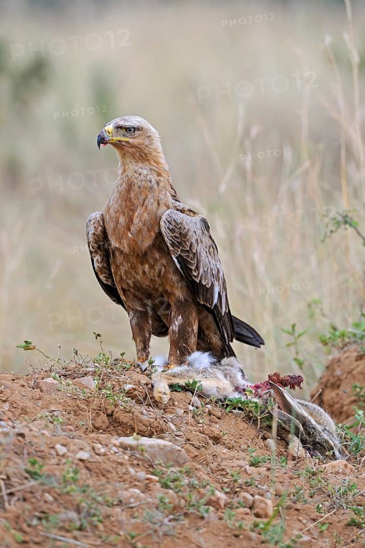 Raptor eagle or tawny eagle