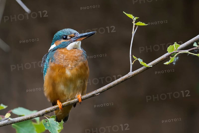 Kingfisher
