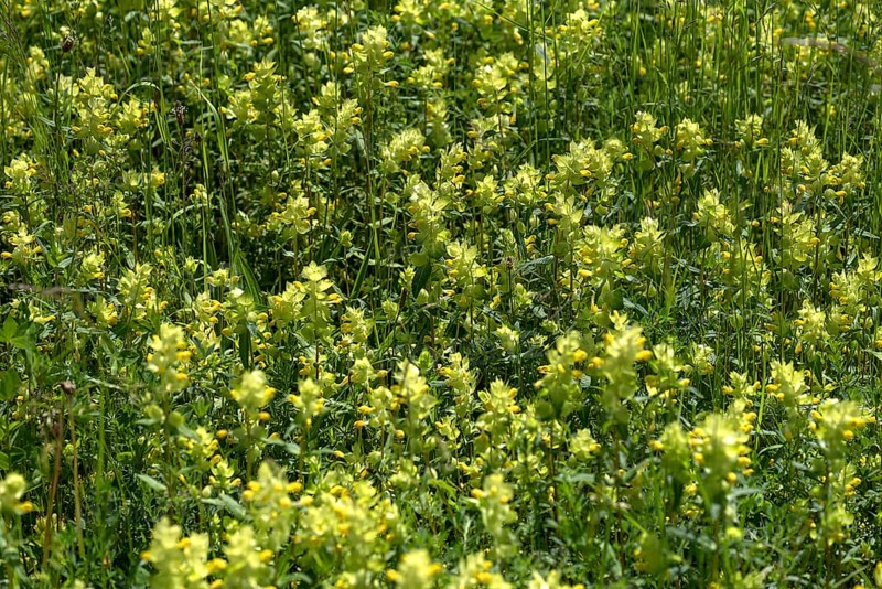 Meadow with