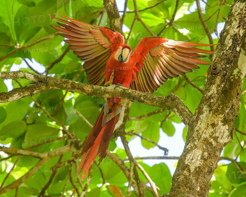 Scarlet macaw