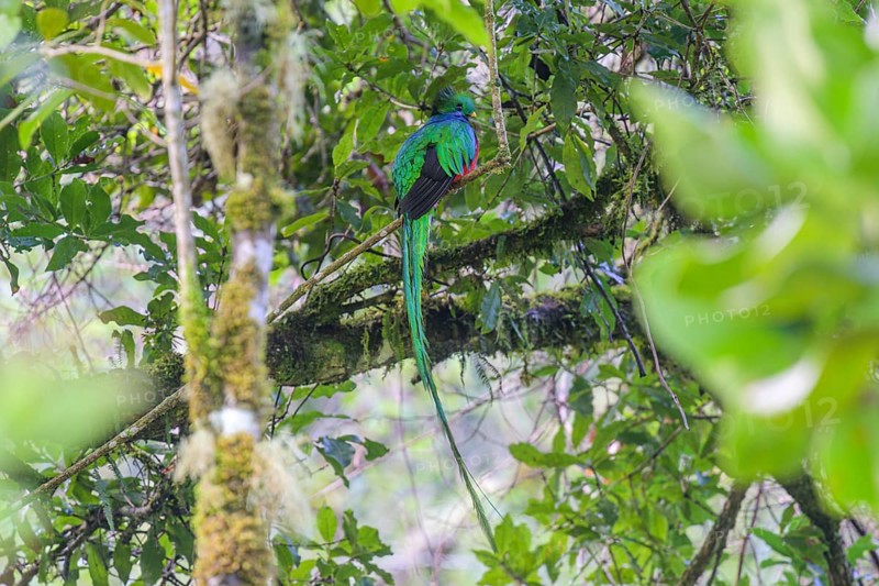 Male resplendent quetzal