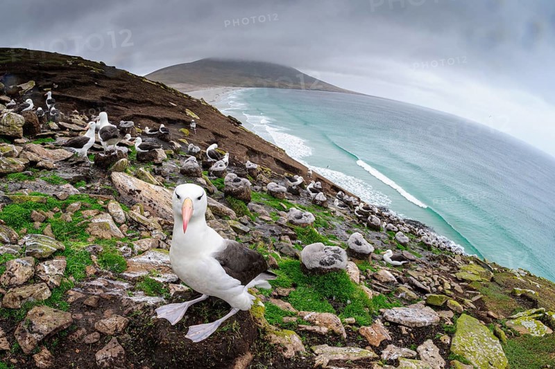 Schwarzbrauenalbatross
