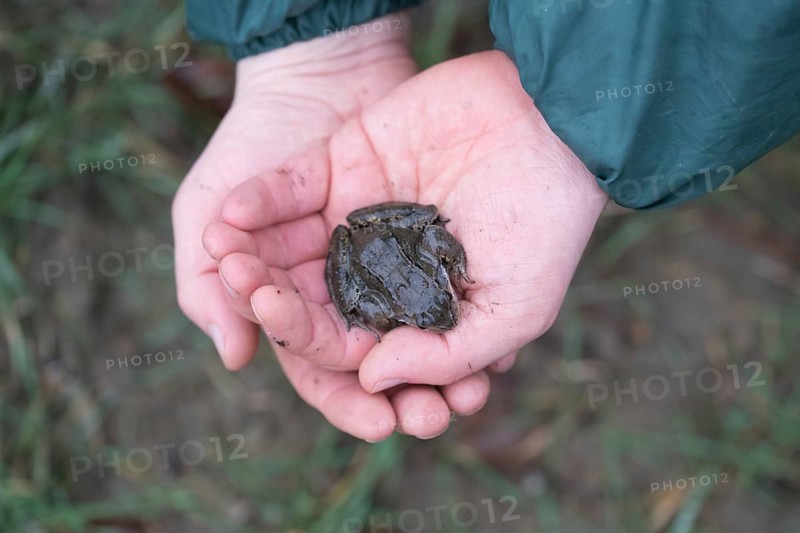 Grasfrosch