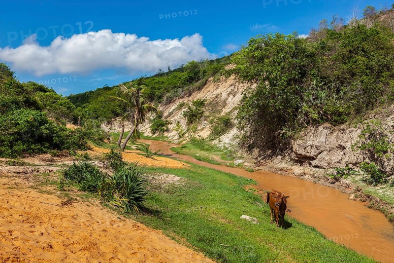 Fairy Stream Suoi Tien with cow