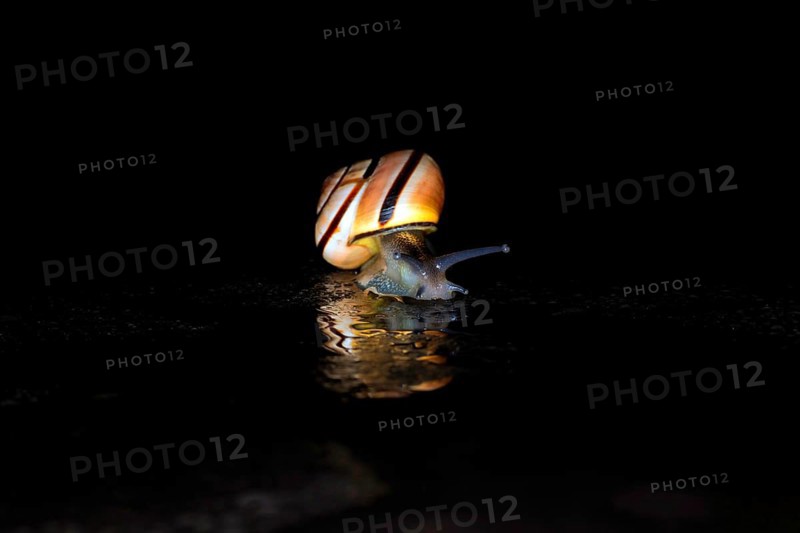 Hain-Baenderschnecke