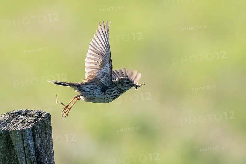 Meadow pipit