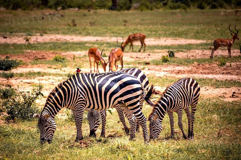 Plains zebras