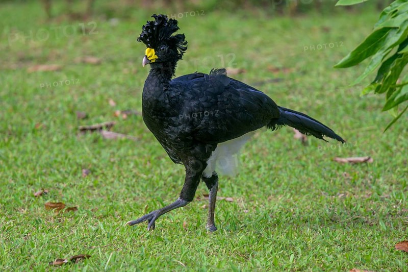 Male great curassow