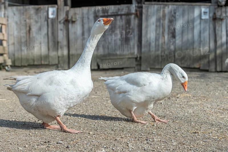 Domestic geese
