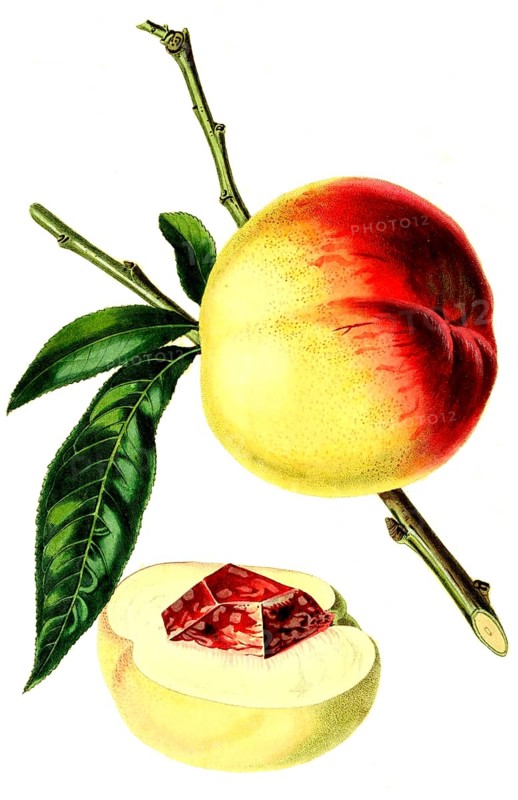 Catharine Pfirsich