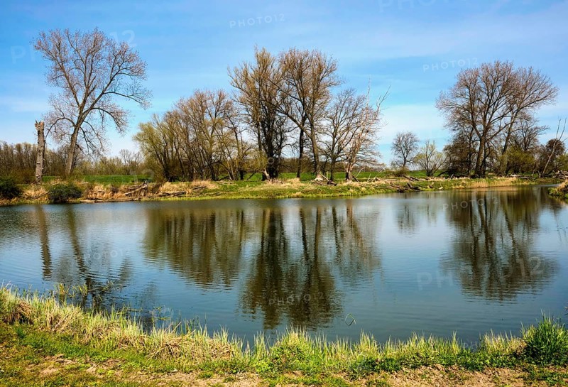Landschaft am Fluss Oder im Fruehling