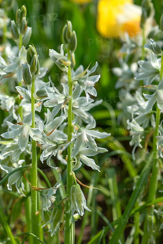 Nodding milk star