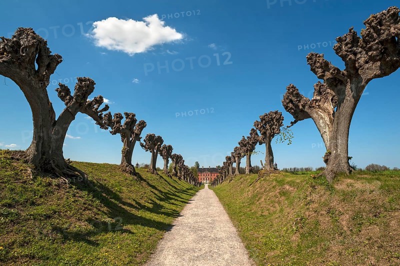 Trimmed festoon avenue of Dutch lime trees