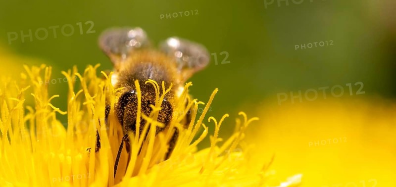 Detail closeup of honeybee