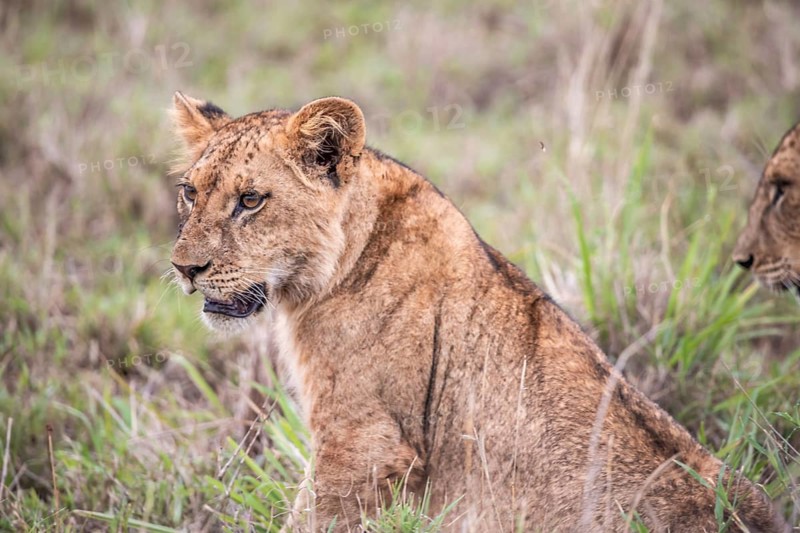 Lion