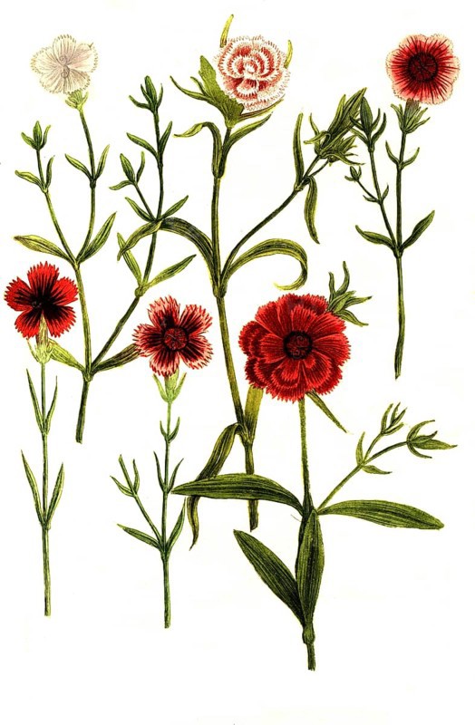 Caryophyllus