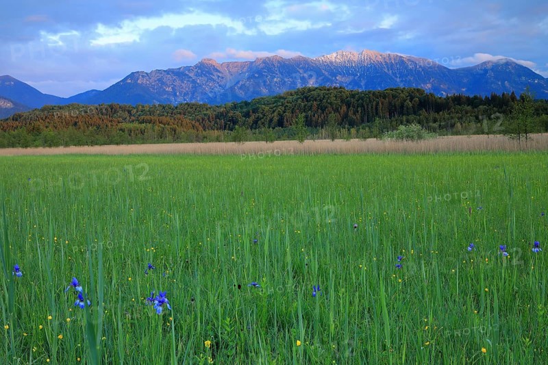 Siberian iris