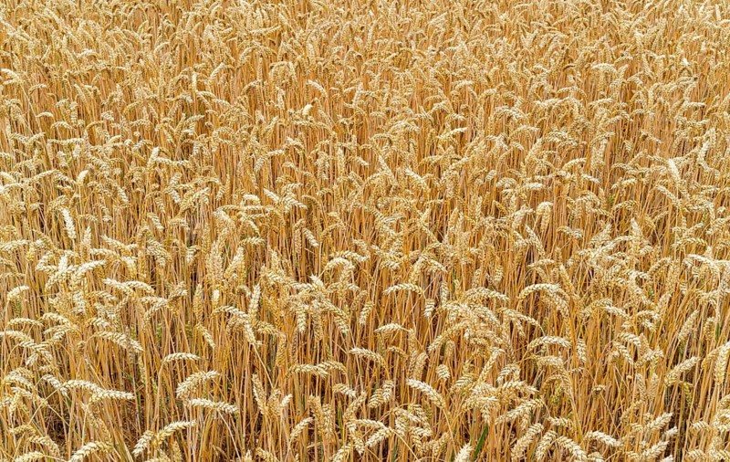 Close up of wheats in the field
