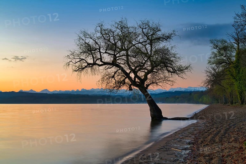Blattloser Baum an einem Sandstrand am Murtensee in der Daemmerung